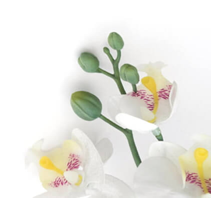 white flowers on white background